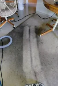 Russian grey Carpet during professional carpet restoration cleaning. The one Carpet Cleaning